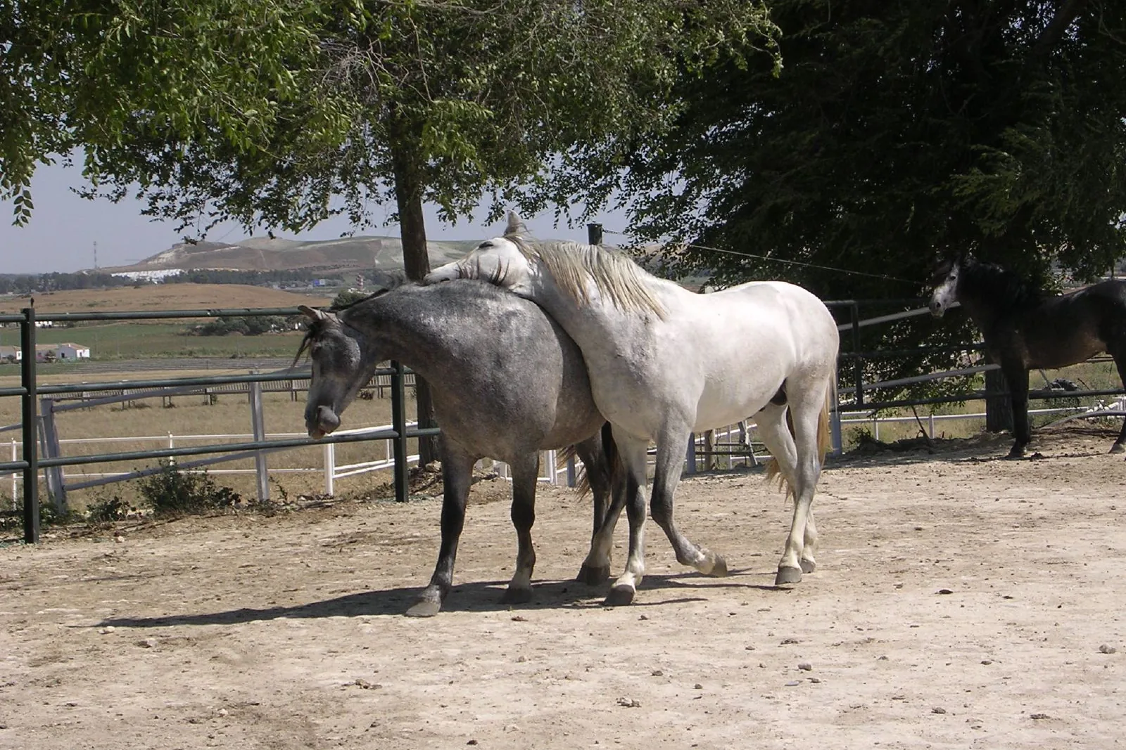 Two grey Carthusian horses nuzzling in a paddock, with farmland beyond; a general photograph taken in 2006