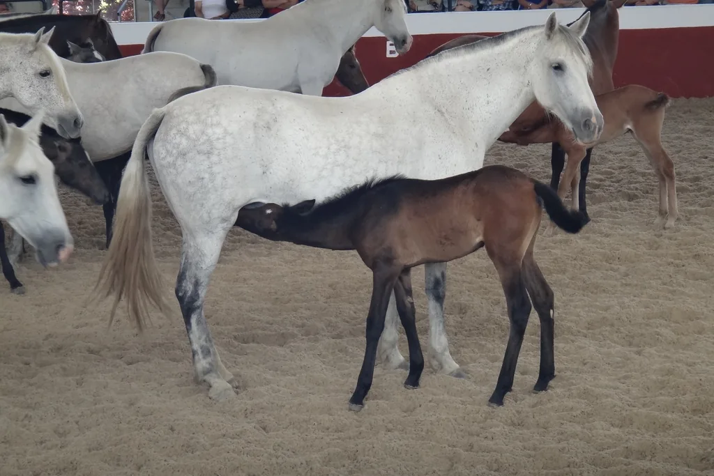 A grey mare with a dark foal suckling in the arena; a general photograph from the stud farm