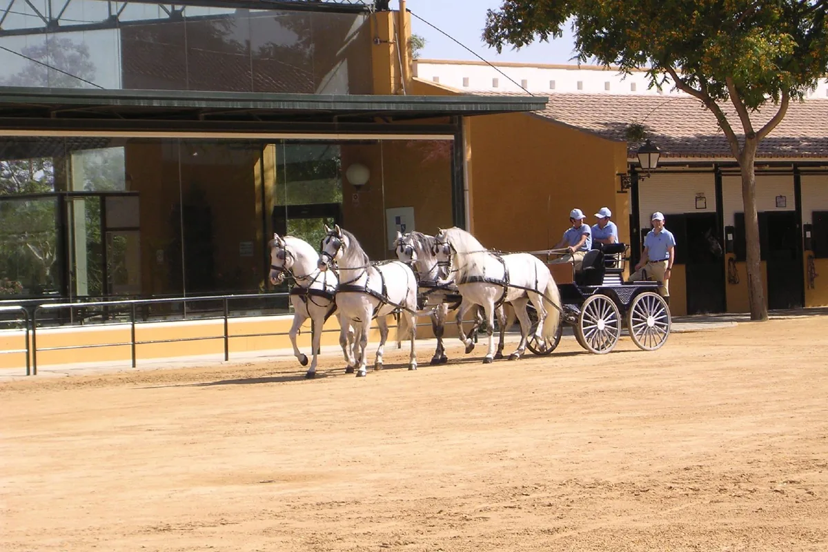 Four grey horses harnessed to a carriage crossing a sandy yard in front of yellow stable buildings