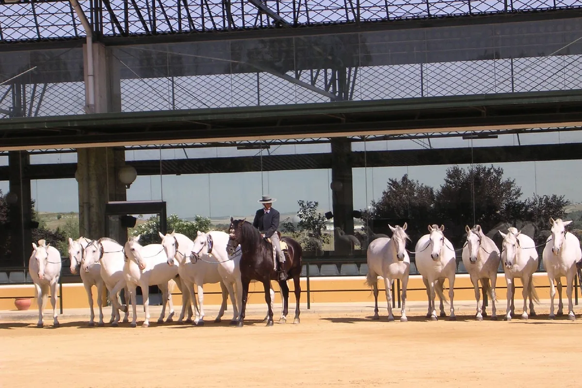 Twelve grey and white mares standing in a line in a sandy yard with a rider in dark clothes among them