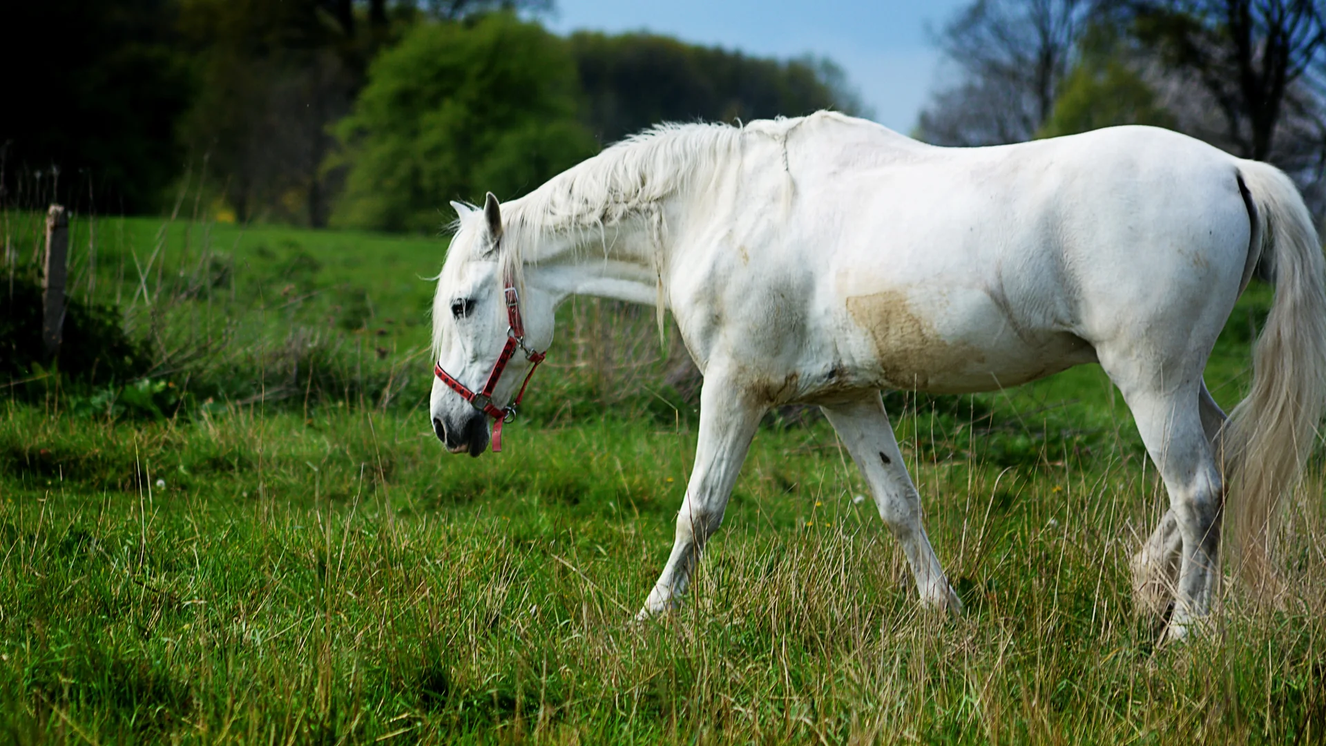 A white Andalusian horse with a red head collar walking through long grass in a green field, head lowered, with trees behind; a general photograph of the breed, not of the stud farm or of a particular visit