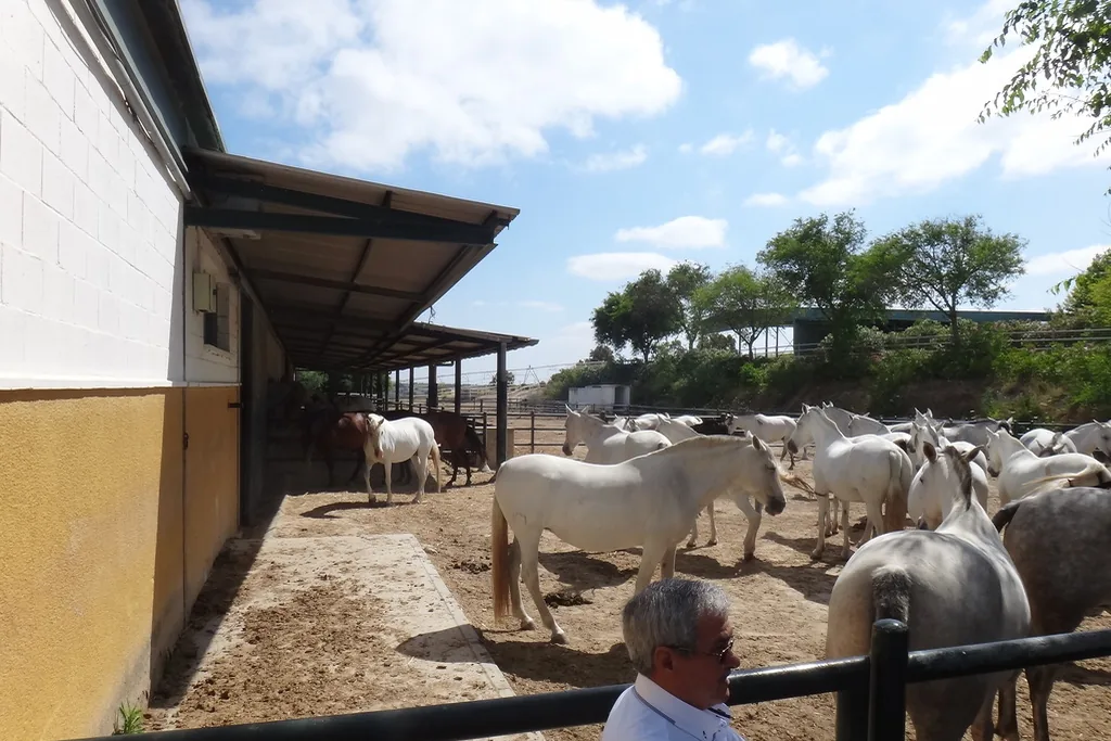 Grey and white mares in a sandy paddock beside a yellow-walled stable block with a sloping roof