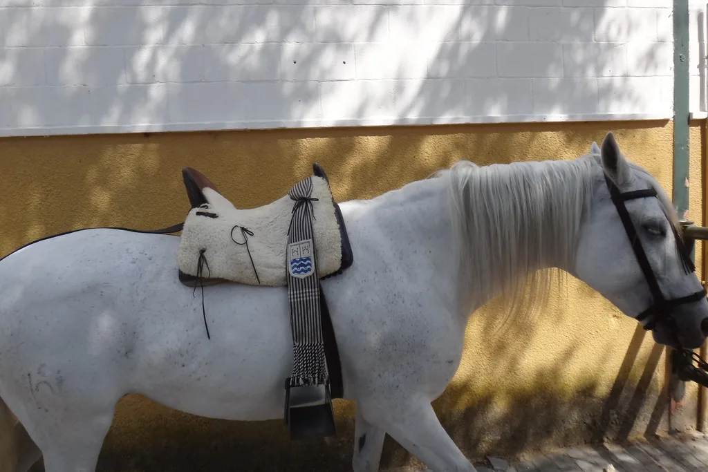A grey horse in a bridle and a sheepskin-covered saddle standing against a yellow and white wall